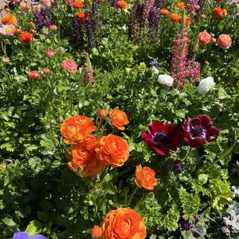 Sherman Library & Gardens - The seasonal garden beds. - Botanical Gardens Near Me - Corona Del Mar, California Sherman Library & Gardens - The seasonal garden beds. - Botanical Gardens Near Me - Corona Del Mar, California