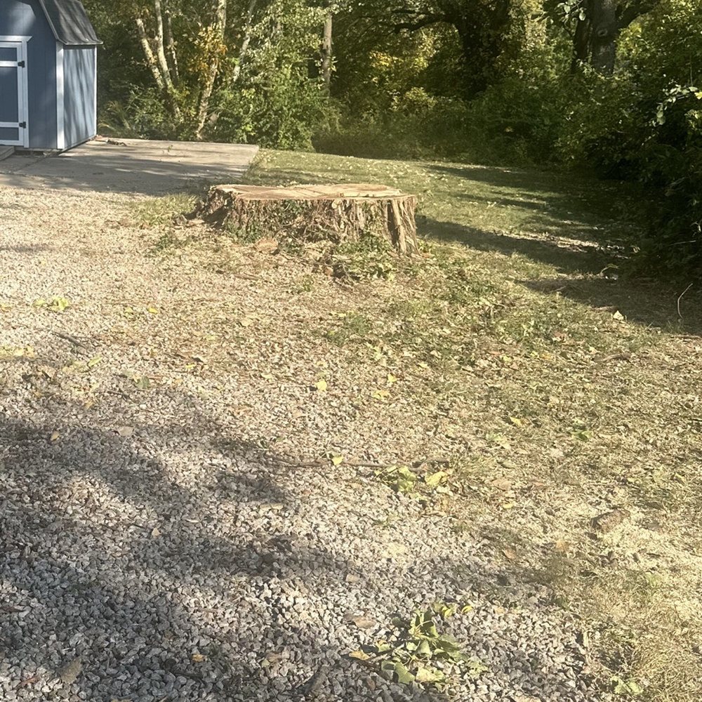 KC Tree Specialist - Tree Services Near Me - Kansas, Missouri KC Tree Specialist - Tree Services Near Me - Kansas, Missouri