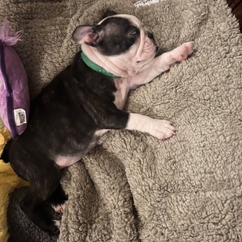 So Cal Boston’s - Pet Breeders Near Me So Cal Boston’s - Pet Breeders Near Me