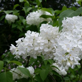 McLaughlin Garden and Homestead - Botanical Gardens Near Me - Paris, Maine