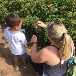 Heidi's Raspberry Farm - My son and I picking our raspberries from low bushes.