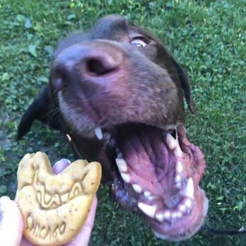Fido To Go - Our pup waiting **patiently** for his "Chicago dog" cookie! - Pet Stores Near Me
