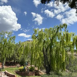 Bob's Tree and Landscaping - Weeping willows corrective pruning