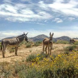 Wild burros