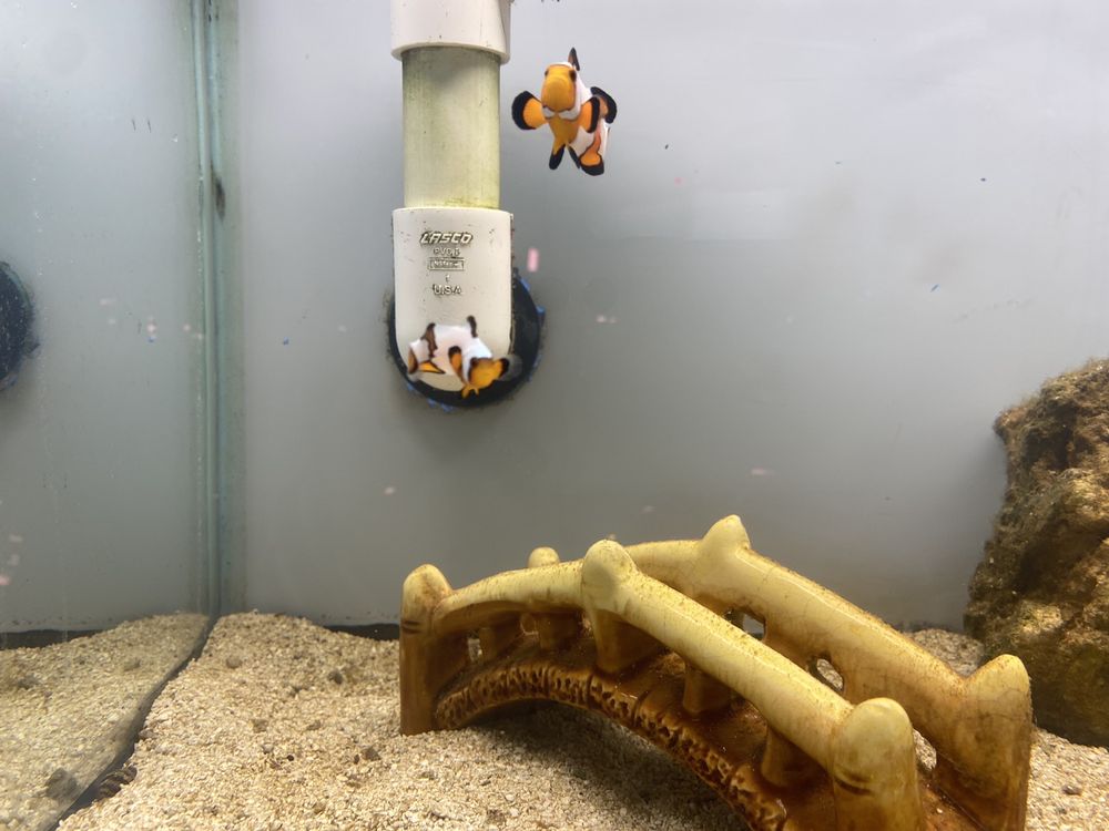 Fishy Frags Image