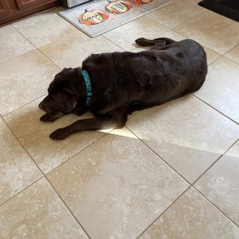 Wizard of Pawz - Chocolate lab freshly groomed by Megan! - Pet Groomers Near Me - Carson City, Nevada Wizard of Pawz - Chocolate lab freshly groomed by Megan! - Pet Groomers Near Me - Carson City, Nevada
