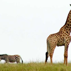 Giraffe Promotions - We help you stand out in the crowd!
