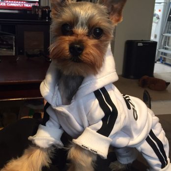 Tiny Yorkie Kisses - Pet Breeders Near Me