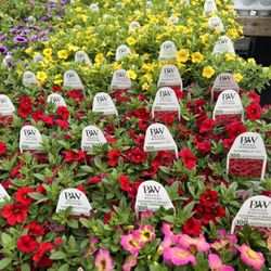 Kimballs Greenhouse