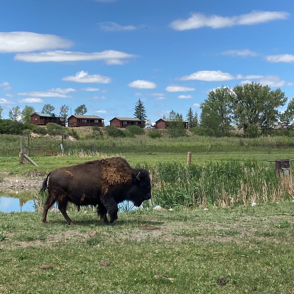 Terry Bison Ranch Resort - Venues & Event Spaces Near Me - Cheyenne, Wyoming Terry Bison Ranch Resort - Venues & Event Spaces Near Me - Cheyenne, Wyoming