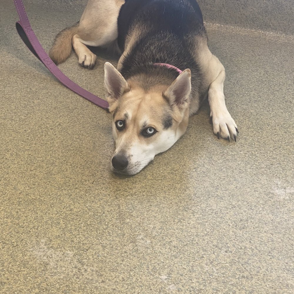 La Plaza Veterinary Clinic - Happy doggo, glad she's all fixed up. - Veterinarians Near Me - Cotati, California La Plaza Veterinary Clinic - Happy doggo, glad she's all fixed up. - Veterinarians Near Me - Cotati, California
