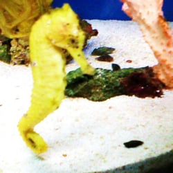 Bio Reef