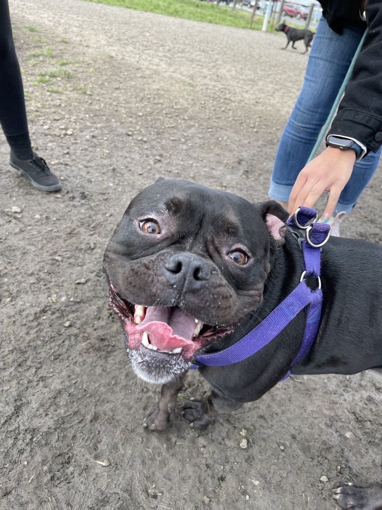 AMAZON SMALL DOG PARK Updated September 2024 20 Photos & 28 Reviews 22 Amazon Pkwy, Eugene