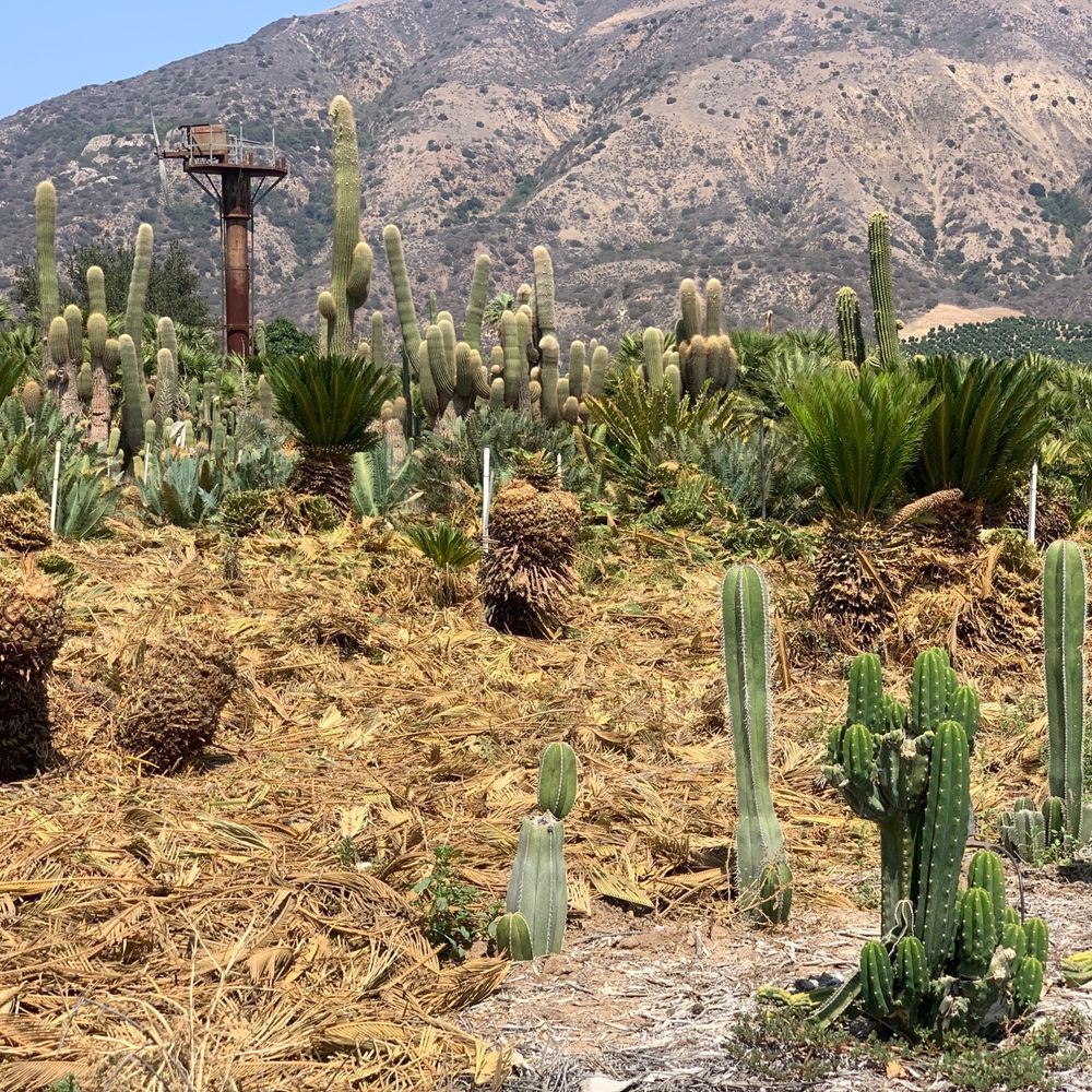 Sal’s Cactus Mart - Sal's Cactus Mart - Nurseries & Gardening Near Me - Fillmore, California Sal’s Cactus Mart - Sal's Cactus Mart - Nurseries & Gardening Near Me - Fillmore, California