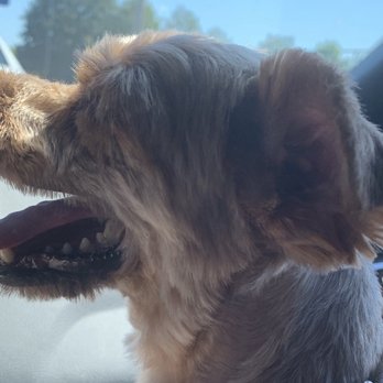 Tails Above the Rest - Pet Groomers Near Me - Manchester, New Hampshire Tails Above the Rest - Pet Groomers Near Me - Manchester, New Hampshire