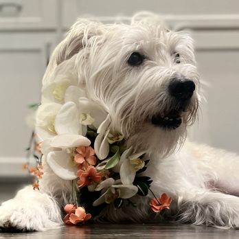 Fashionable Florist - Orchid dog collar - Floral Designers Near Me Fashionable Florist - Orchid dog collar - Floral Designers Near Me