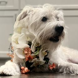 Fashionable Florist - Orchid dog collar