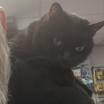 DNA Tactical - Clyde, the Tactical Cat - Guns & Ammo Near Me - Henderson, Nevada DNA Tactical - Clyde, the Tactical Cat - Guns & Ammo Near Me - Henderson, Nevada