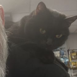 DNA Tactical - Clyde, the Tactical Cat