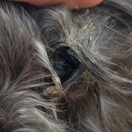 My dog Zelda after boarding here, she doesn't even have exceptionally runny eyes. Clearly no one cleaned it for 12 days.