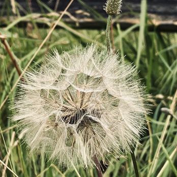 Powell Butte Nature Park - Large dandelions. - Parks Near Me - Portland, Oregon