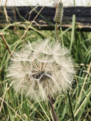 Powell Butte Nature Park by null