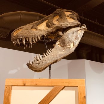 South Carolina State Museum - T-Rex - Museums Near Me - Columbia, South Carolina South Carolina State Museum - T-Rex - Museums Near Me - Columbia, South Carolina
