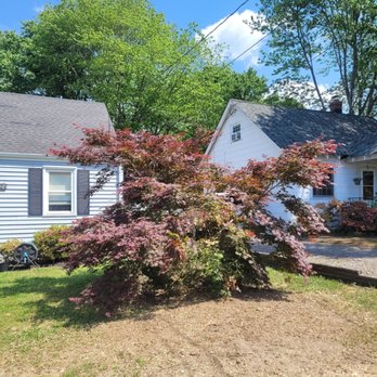 Castillo Tree Services & Landscaping - Mimosa tree gone! - Tree Services Near Me Castillo Tree Services & Landscaping - Mimosa tree gone! - Tree Services Near Me