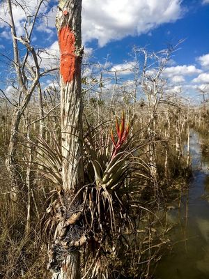 Big Cypress National Preserve by null