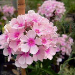 Jean's Lawn & Garden Center