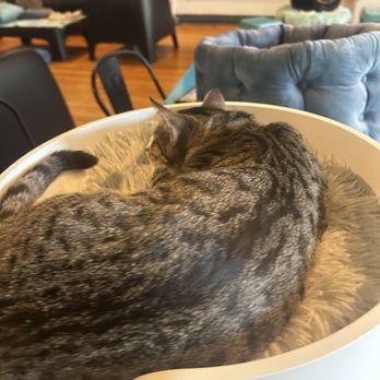 Crooked Tail Cat Cafe - Zzzz - Pet Adoption Near Me - Greensboro, North Carolina