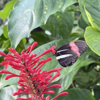 Butterfly Wonderland - Botanical Gardens Near Me - Scottsdale, Arizona