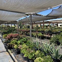 Nursery Beautiful Plants