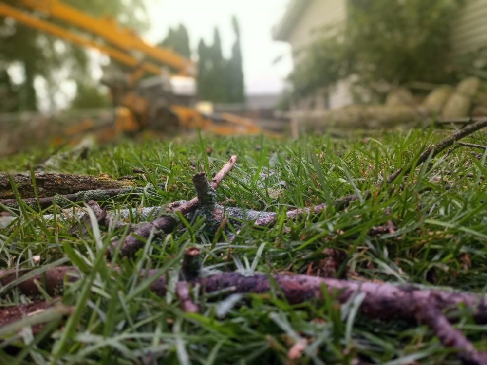 GoJo - tree service in Reeseville, WI