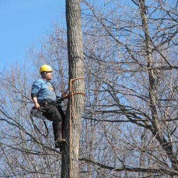 Toad's Tree Service - Tree Services Near Me - West Olive, Michigan Toad's Tree Service - Tree Services Near Me - West Olive, Michigan