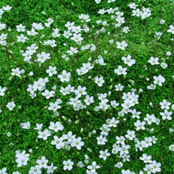 Calloway's Nursery - Arenaria Corsican Sandwort  Excellent as garden edging or cascading over stones. Well suited to small-space planting and containers. - Nurseries & Gardening Near Me - Hurst, Texas