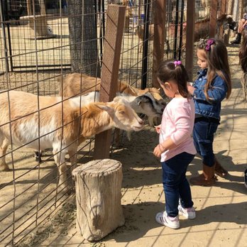 Barnyard Buddies - Fun time feeding the animals - Petting Zoos Near Me - Lakewood, California