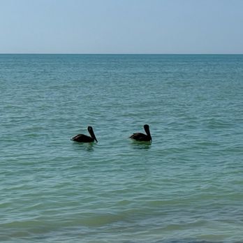 Gulfside Beach - Pelicans - Beaches Near Me - Sanibel, Florida Gulfside Beach - Pelicans - Beaches Near Me - Sanibel, Florida