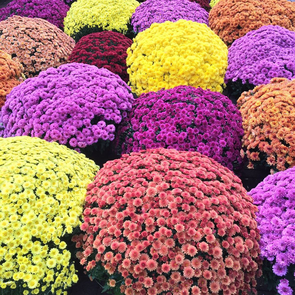 Dane County Farmers' Market - Farmers Market Near Me - Madison, Wisconsin Dane County Farmers' Market - Farmers Market Near Me - Madison, Wisconsin