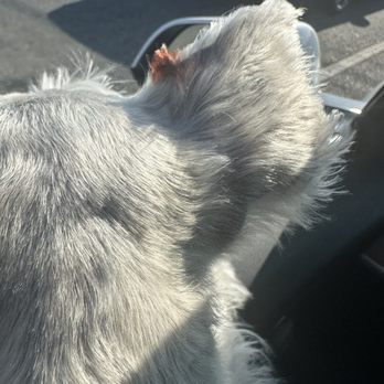 Tender Touch Professional Pet Grooming - This is the cut & blood stain. - Pet Groomers Near Me - Moreno Valley, California Tender Touch Professional Pet Grooming - This is the cut & blood stain. - Pet Groomers Near Me - Moreno Valley, California