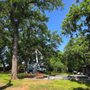 Photo of Speedy Tree Services