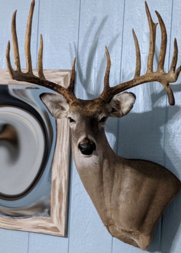 Exotic Real Life Taxidermy - taxidermy in Deer Park, TX