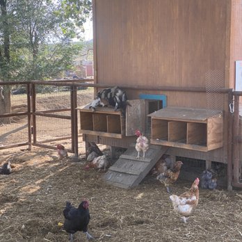 Mortimer Farms - Attraction Farms Near Me - Dewey, Arizona Mortimer Farms - Attraction Farms Near Me - Dewey, Arizona