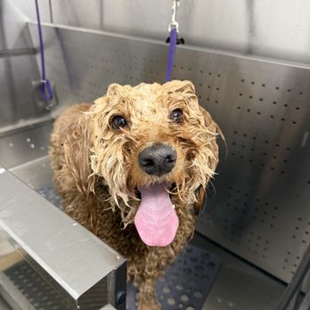 Berrys Pet Salon - Pet Groomers Near Me - Layton, Utah