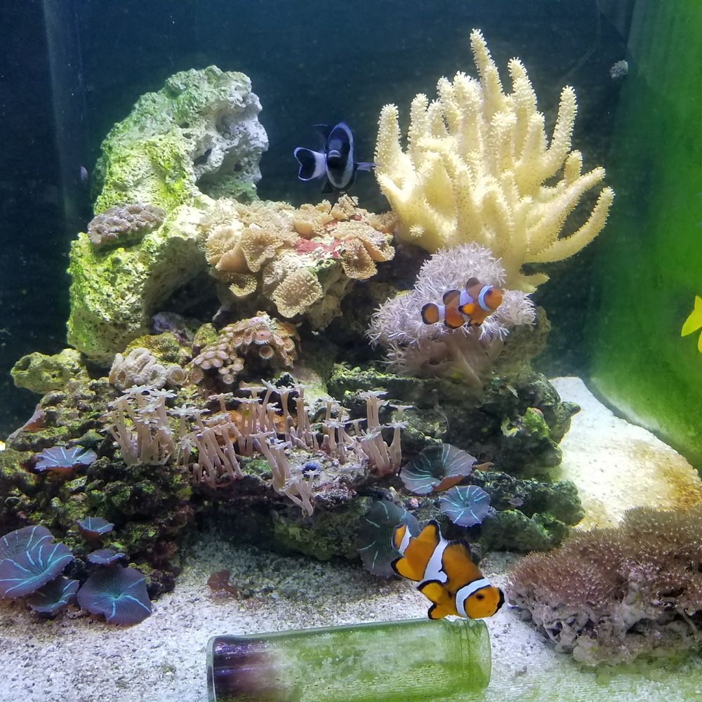 Pasadena Tropical Fish - Local Fish Stores Near Me - Pasadena, California Pasadena Tropical Fish - Local Fish Stores Near Me - Pasadena, California