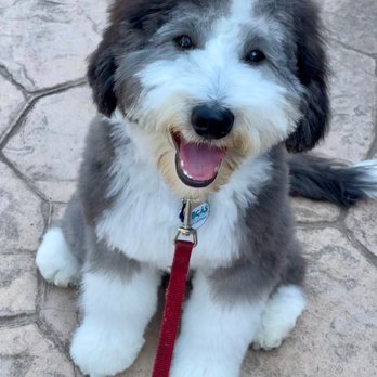 SB Paws and Claws - after - Pet Groomers Near Me - Santa Barbara, California SB Paws and Claws - after - Pet Groomers Near Me - Santa Barbara, California