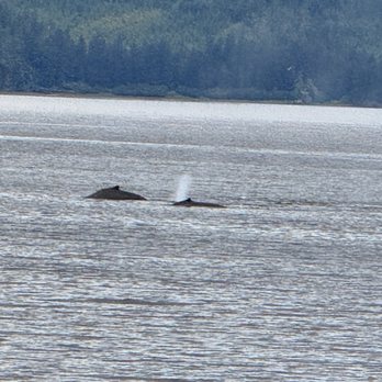 Icy Strait Point - Travel Services Near Me - Hoonah, Alaska
