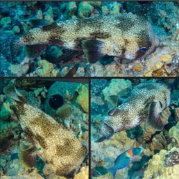 Porcupine Fish
