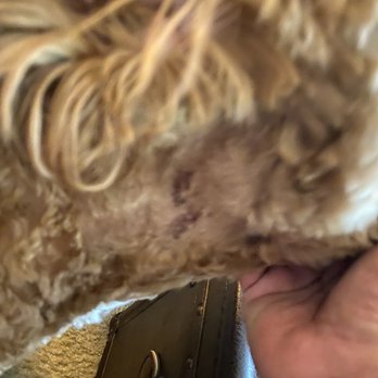 Pet Strands Grooming - Pet Groomers Near Me - Orange, California