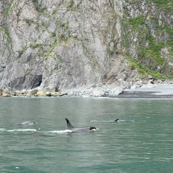 Major Marine Tours - pod of orcas! - Tours Near Me - Anchorage, Alaska Major Marine Tours - pod of orcas! - Tours Near Me - Anchorage, Alaska